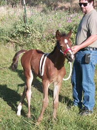 Young Horse
