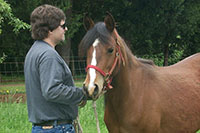 Developing Horse
