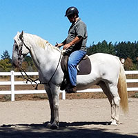 Adult Horse