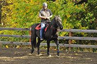 Mature Horse